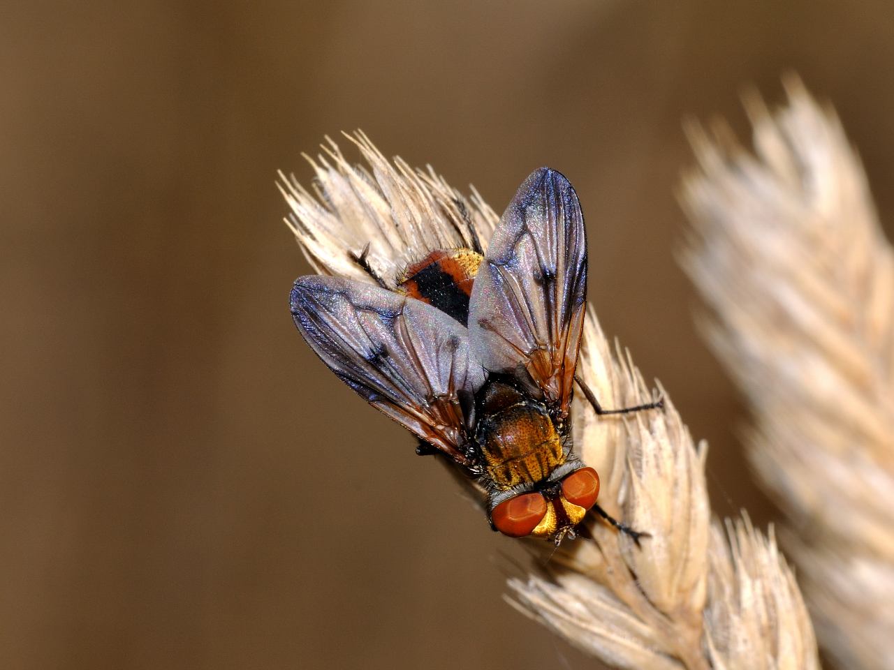 Conferma per Ectophasia crassipennis maschio